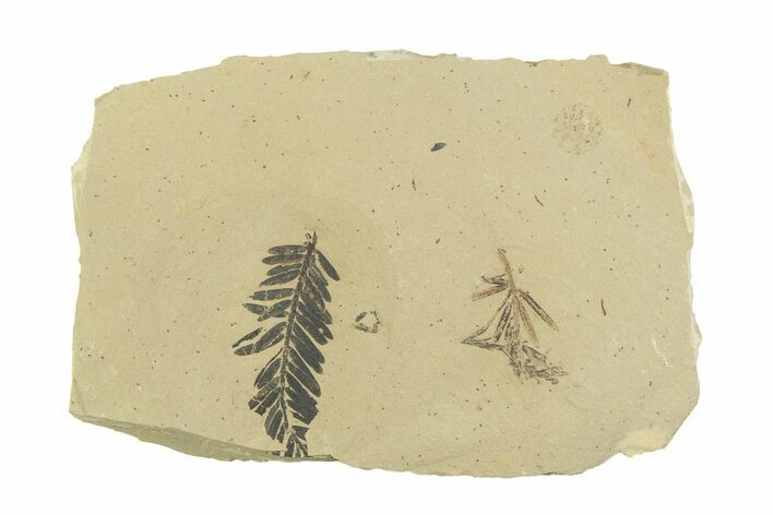 Shale With Dawn Redwood (Metasequoia) Fossils - Montana #356490